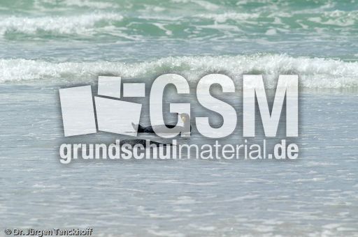 Eselspinguin (92 von 97).jpg